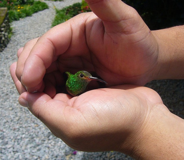 Hummingbird